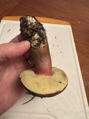 Xerocomellus atropurpureus