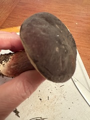 Xerocomellus atropurpureus