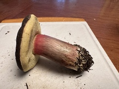 Xerocomellus atropurpureus