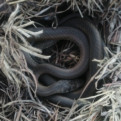 Psammophis brevirostris