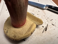 Xerocomellus atropurpureus