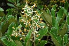 Brachyglottis buchananii