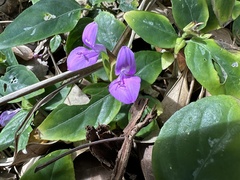 Dicliptera tinctoria