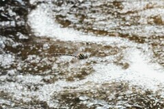 Austroaeschna cooloola