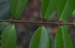 Melodinus acutiflorus