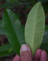 Melodinus acutiflorus