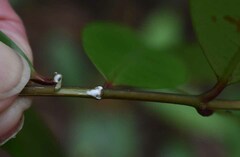 Melodinus acutiflorus