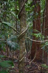 Melodinus acutiflorus