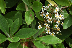 Brachyglottis hectorii