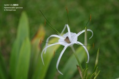 Hymenocallis speciosa