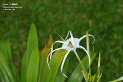 Hymenocallis speciosa