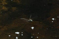 Austroaeschna cooloola