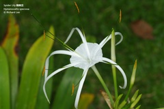 Hymenocallis speciosa