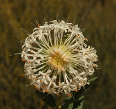 Pimelea floribunda