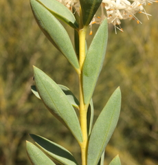 Pimelea floribunda