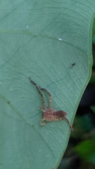 Heteropodinae