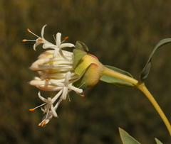 Pimelea floribunda