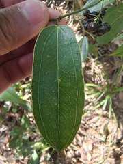 Smilax lanceifolia
