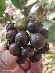 Smilax lanceifolia