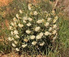 Pimelea floribunda