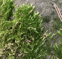 Homalothecium aeneum