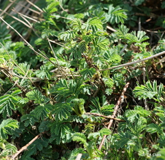 Acaena magellanica