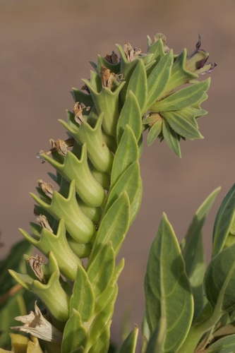 Egyptian henbane