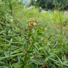 Crassula