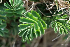 Acaena magellanica