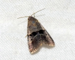 Ozarba punctigera