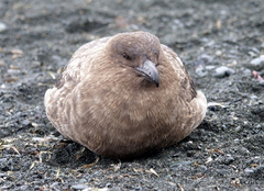 Stercorarius antarcticus