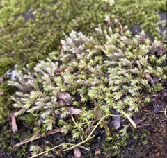 Hedwigia stellata