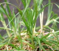 Poa foliosa
