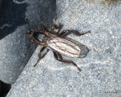 Coelopa
