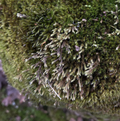 Hedwigia stellata
