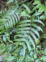 Woodwardia japonica