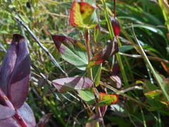 Hypericum richeri