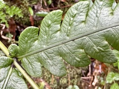 Woodwardia japonica