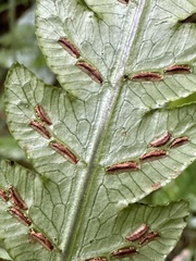 Woodwardia japonica