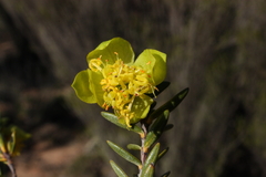 Pimelea aeruginosa