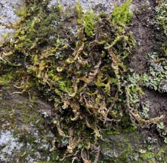 Homalothecium aeneum