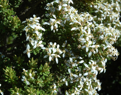 Olearia nummulariifolia