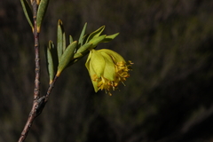 Pimelea aeruginosa