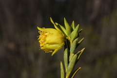 Pimelea aeruginosa