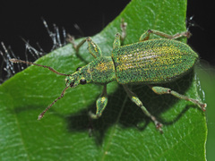 Phyllobius arborator