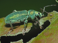 Phyllobius arborator