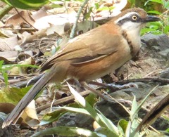 Garrulax monileger