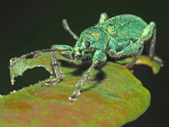 Phyllobius arborator