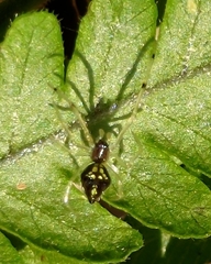 Chrysso scintillans