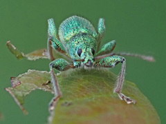 Phyllobius arborator